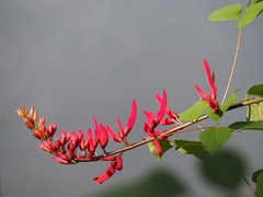 Erythrina corallodendron
