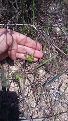 Euphorbia taurinensis