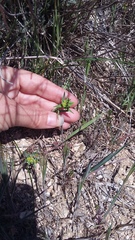 Euphorbia taurinensis