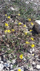 Helianthemum oelandicum orientale