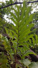 Cupaniopsis newmanii