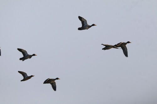 iNaturalist: (c) jandutoit, some rights reserved (CC BY-NC) iNaturalist image