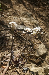 Noccaea macrantha