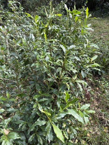 Peddiea africana, photograph 6