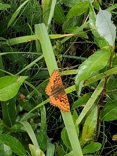Cranberry Fritillary