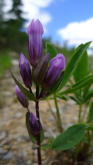 Gentianella propinqua propinqua
