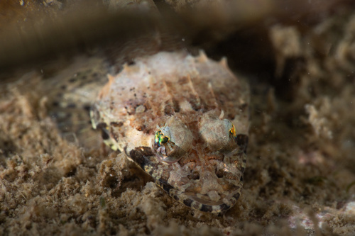 Thysanophrys celebica observed 2026-07-20