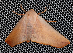 Monoctenia smerintharia