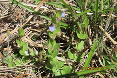 Scutellaria parvula australis