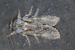 Psaphida electilis