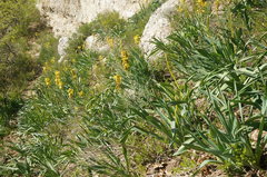 Eremurus spectabilis