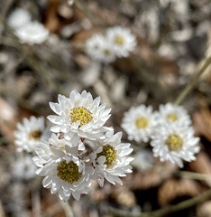 Helipterum