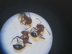 Monomorium salomonis