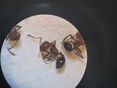 Monomorium salomonis