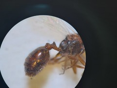 Monomorium salomonis