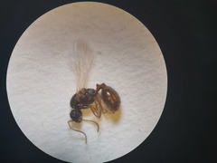 Monomorium salomonis