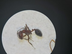 Monomorium salomonis