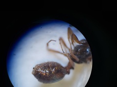 Monomorium salomonis
