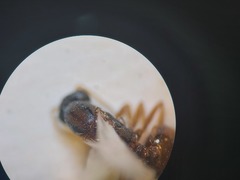 Monomorium salomonis