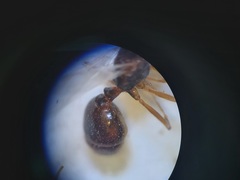 Monomorium salomonis