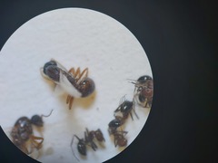 Monomorium salomonis