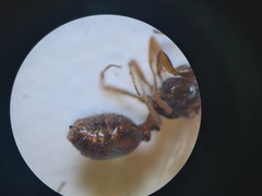 Monomorium salomonis