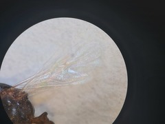 Monomorium salomonis