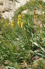 Eremurus spectabilis