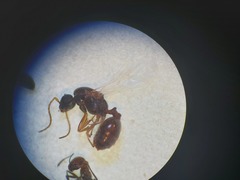 Monomorium salomonis