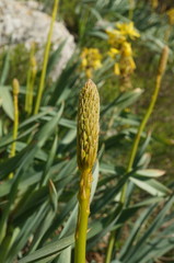 Eremurus spectabilis