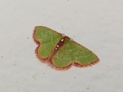 Synchlora cupedinaria