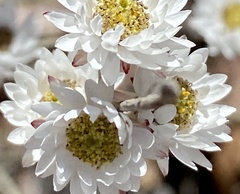 Helipterum