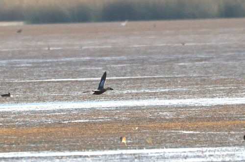iNaturalist image