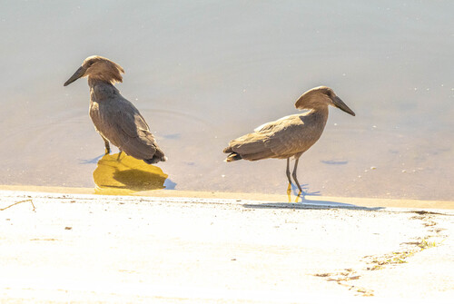 iNaturalist: (c) lance_robinson, some rights reserved (CC BY-NC) iNaturalist image