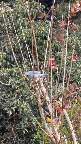 Sayaca Tanager