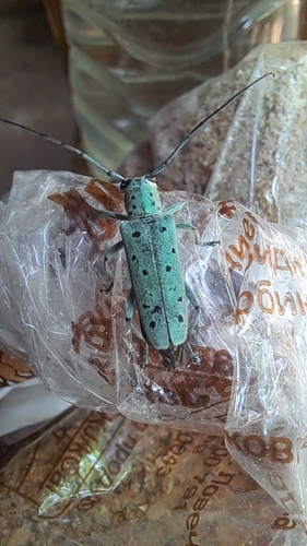 Saperda punctata