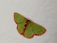 Synchlora cupedinaria