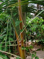 Dendrelaphis tristis