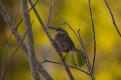 Campylorhynchus yucatanicus