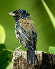 Volatinia jacarina