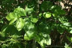 Fraxinus caroliniana