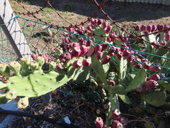 Opuntia stricta stricta