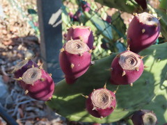 Opuntia stricta stricta