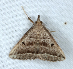 Lysimelia lenis