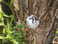 Reticularia lycoperdon