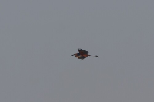 iNaturalist image