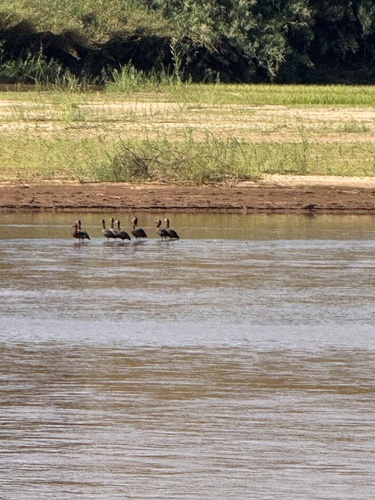 iNaturalist image
