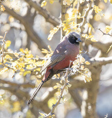Black-Faced Waxbill photo 2
