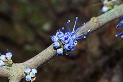 Memecylon umbellatum
