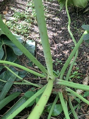 Philodendron cordatum